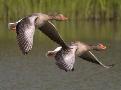 Climate change, human pressure means migration may be 'no longer worth it' for animals | Climate change, human pressure means migration may be 'no longer worth it' for animals