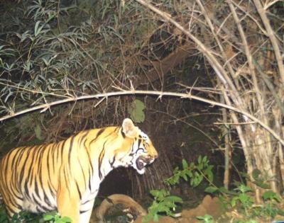 3 women killed in tiger attacks in separate incidents in UP forest | 3 women killed in tiger attacks in separate incidents in UP forest
