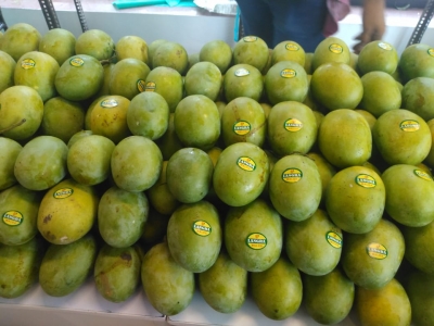 Mango growers to incur unprecedented losses | Mango growers to incur unprecedented losses Mango growers to incur unprecedented losses | Mango growers to incur unprecedented losses