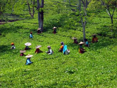 Tea production in Nilgiris increases by 6.9% due to heavy rain | Tea production in Nilgiris increases by 6.9% due to heavy rain
