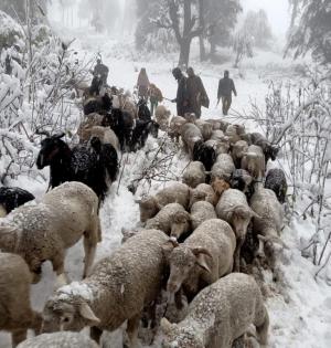 J&K govt inks pact with NZ for 'transforming' sheep farming sector | J&K govt inks pact with NZ for 'transforming' sheep farming sector