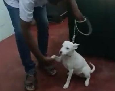 Indie pup Pooja trains to join B'luru Police, Twitterati amazed | Indie pup Pooja trains to join B'luru Police, Twitterati amazed Indie pup Pooja trains to join B'luru Police, Twitterati amazed | Indie pup Pooja trains to join B'luru Police, Twitterati amazed
