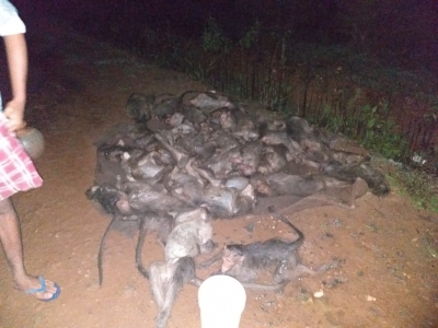 Miscreants kill 30 monkeys in Karnataka's Hassan | Miscreants kill 30 monkeys in Karnataka's Hassan