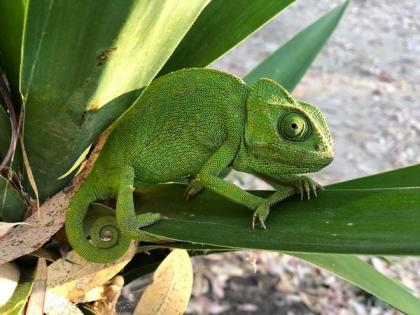 Researchers develop colour-changing smart skin | Researchers develop colour-changing smart skin