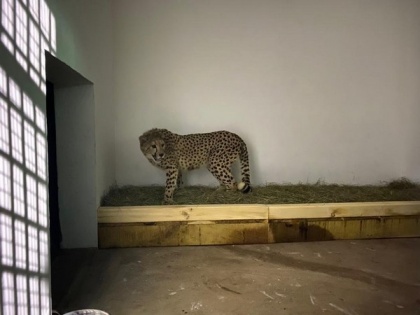 elangana: Eight-year-old Cheetah dies at Hyderabad's Nehru Zoological Park | elangana: Eight-year-old Cheetah dies at Hyderabad's Nehru Zoological Park