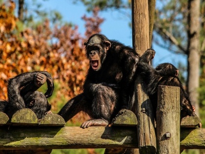Chimpanzees help trace evolution of human speech back to ancient ancestors | Chimpanzees help trace evolution of human speech back to ancient ancestors