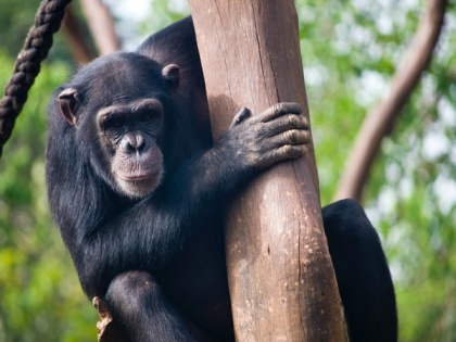 Hunting gets easier for chimpanzees with communication: Study | Hunting gets easier for chimpanzees with communication: Study