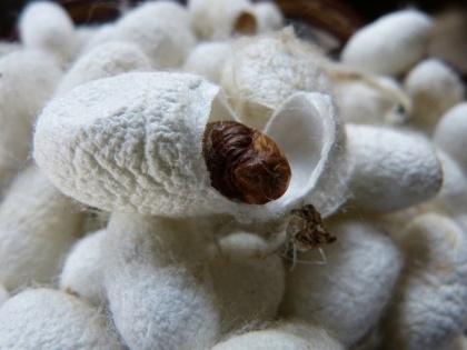 Researchers find silkworm silk may help better treatment of muscle atrophy | Researchers find silkworm silk may help better treatment of muscle atrophy