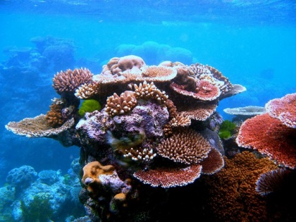 Climate crisis has led to worrying future for key habitat-building corals | Climate crisis has led to worrying future for key habitat-building corals