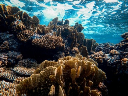 Study finds corals can be 'trained' to tolerate heat stress | Study finds corals can be 'trained' to tolerate heat stress