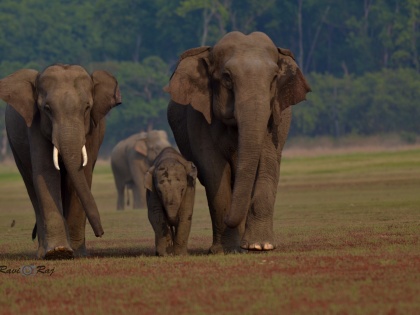 Wild tuskers being guided back to their habitat | Wild tuskers being guided back to their habitat