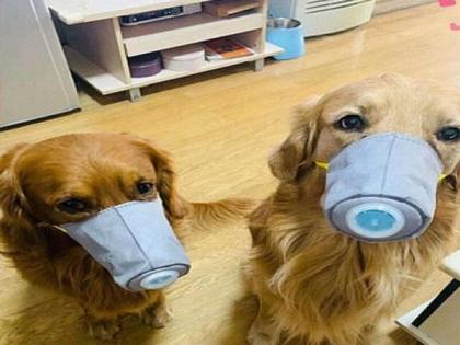 Dog face mask sales skyrocket in China amid coronavirus crisis | Dog face mask sales skyrocket in China amid coronavirus crisis