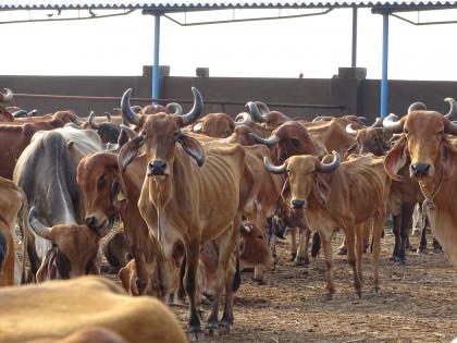 VHP wants dedicated police team to check cow slaughter in UP | VHP wants dedicated police team to check cow slaughter in UP