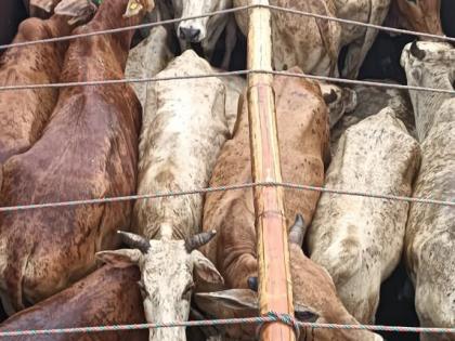 Assam police foil cattle smuggling attempt, one arrested | Assam police foil cattle smuggling attempt, one arrested Assam police foil cattle smuggling attempt, one arrested | Assam police foil cattle smuggling attempt, one arrested
