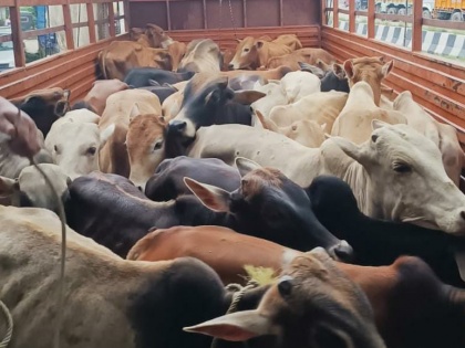 4 arrested in Assam on charges of cattle smuggling | 4 arrested in Assam on charges of cattle smuggling
