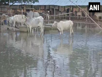 Bihar: Flood makes life miserable for cows at cow-shelter in Madhub | Bihar: Flood makes life miserable for cows at cow-shelter in Madhub Bihar: Flood makes life miserable for cows at cow-shelter in Madhub | Bihar: Flood makes life miserable for cows at cow-shelter in Madhub