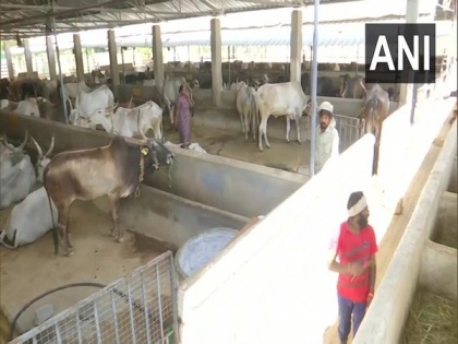 Amid lockdown, Bengaluru cow shelter struggles to provide enough fodder to cattle | Amid lockdown, Bengaluru cow shelter struggles to provide enough fodder to cattle