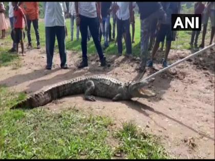 7-feet-long crocodile rescued from Vadodara village, handed over to forest dept | 7-feet-long crocodile rescued from Vadodara village, handed over to forest dept