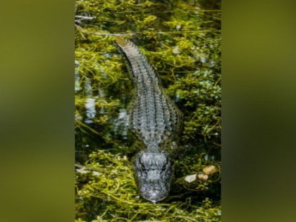 'Punctuated equilibrium' reason behind crocodiles evolution: Study | 'Punctuated equilibrium' reason behind crocodiles evolution: Study