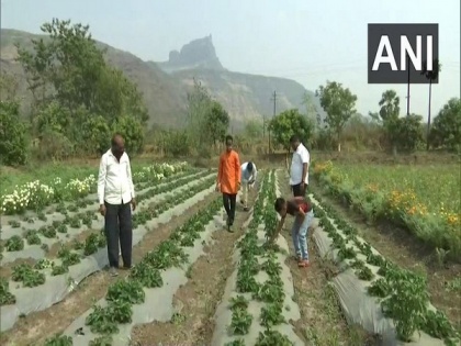 Maharashtra: Uncle-nephew duo creates history by successfully cultivating strawberries in Panvel | Maharashtra: Uncle-nephew duo creates history by successfully cultivating strawberries in Panvel
