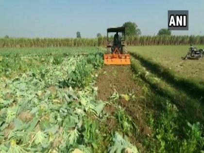 Farmer destroys cauliflower crops over poor prices, says 'forced to sell produce at Rs 1 kg' | Farmer destroys cauliflower crops over poor prices, says 'forced to sell produce at Rs 1 kg'