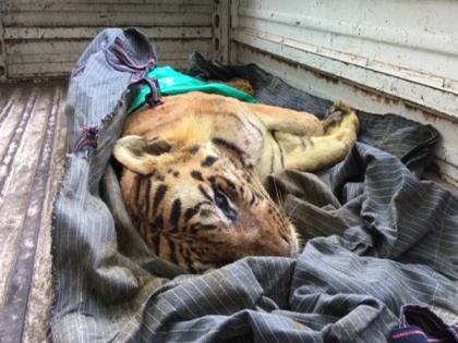 Tiger B1, aged over 17 years, dies at Indore Zoo | Tiger B1, aged over 17 years, dies at Indore Zoo