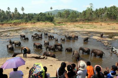 Sri Lanka to conduct elephant census after 10 years | Sri Lanka to conduct elephant census after 10 years