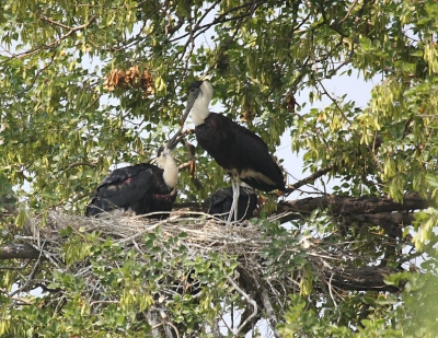 Hundreds of Indian Cormorant chicks die as tree felled for NH widening in Kerala district | Hundreds of Indian Cormorant chicks die as tree felled for NH widening in Kerala district