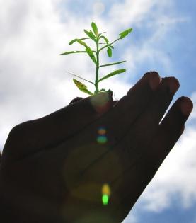 Defence Ministry to launch tree plantation drive on Independence Day | Defence Ministry to launch tree plantation drive on Independence Day Defence Ministry to launch tree plantation drive on Independence Day | Defence Ministry to launch tree plantation drive on Independence Day