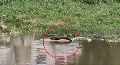Two crocodiles spotted in Hyderabad's Musi river | Two crocodiles spotted in Hyderabad's Musi river