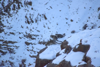 Snow leopard, 2 cubs caught on camera in Himachal's high mountains | Snow leopard, 2 cubs caught on camera in Himachal's high mountains