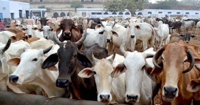 Delhi HC seeks Centre's response on PIL seeking total ban on cattle slaughter | Delhi HC seeks Centre's response on PIL seeking total ban on cattle slaughter