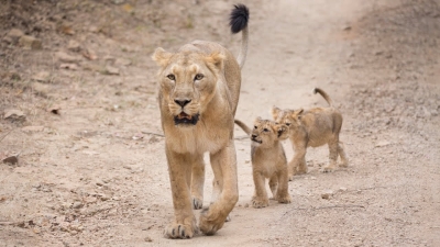 Lioness attacks, injures 3 in Gujarat | Lioness attacks, injures 3 in Gujarat