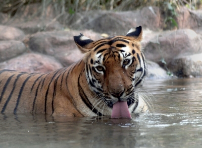 Tiger dies at Kaziranga National Park | Tiger dies at Kaziranga National Park
