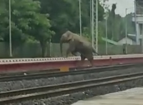 Jumbo deaths: Railways develop AI-based software to avoid collisions, to roll out in all elephant corridors | Jumbo deaths: Railways develop AI-based software to avoid collisions, to roll out in all elephant corridors Jumbo deaths: Railways develop AI-based software to avoid collisions, to roll out in all elephant corridors | Jumbo deaths: Railways develop AI-based software to avoid collisions, to roll out in all elephant corridors