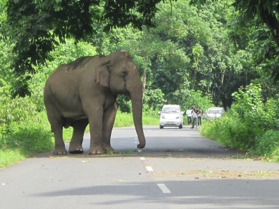 Woman trampled to death in Assam by wild elephant | Woman trampled to death in Assam by wild elephant