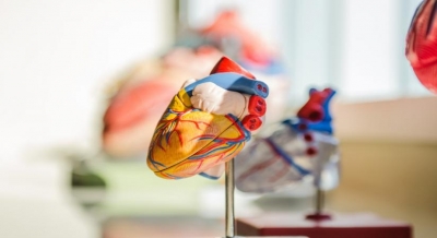 How this common chemotherapy drug can raise risk of severe damage to heart | How this common chemotherapy drug can raise risk of severe damage to heart How this common chemotherapy drug can raise risk of severe damage to heart | How this common chemotherapy drug can raise risk of severe damage to heart