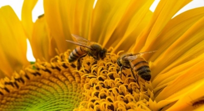 The amazing benefits of including bee pollen in your diet | The amazing benefits of including bee pollen in your diet The amazing benefits of including bee pollen in your diet | The amazing benefits of including bee pollen in your diet