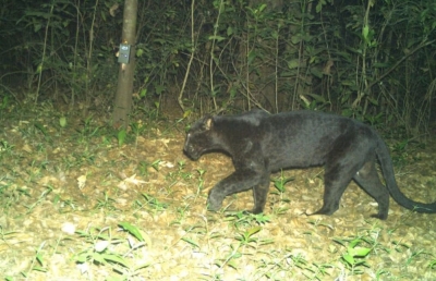 Black Panther spotted in Goa's Mollem sanctuary | Black Panther spotted in Goa's Mollem sanctuary