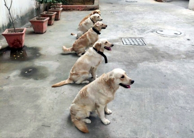 Karnataka Police to induct 50 dogs at Rs 2.5 crore | Karnataka Police to induct 50 dogs at Rs 2.5 crore