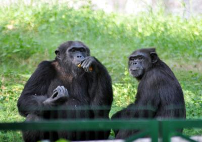 COVID-19: Weekly markets, zoo also shut down in Lucknow | COVID-19: Weekly markets, zoo also shut down in Lucknow