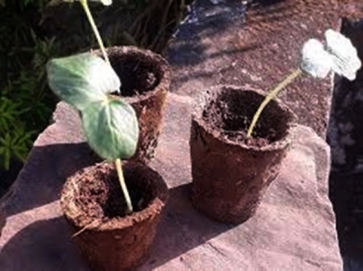 Lucknow's new initiative: Flower pots from cow dung | Lucknow's new initiative: Flower pots from cow dung Lucknow's new initiative: Flower pots from cow dung | Lucknow's new initiative: Flower pots from cow dung