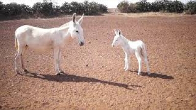 Halari donkeys down to mere 439 in native tract of Saurashtra | Halari donkeys down to mere 439 in native tract of Saurashtra