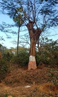 SC: Don't carry out any developmental work in Aarey forest | SC: Don't carry out any developmental work in Aarey forest