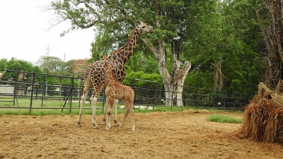 Giraffe Lakshmi gives birth to male calf in Mysuru Zoo | Giraffe Lakshmi gives birth to male calf in Mysuru Zoo