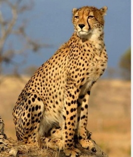 Yet another cheetah dies at MP's Kuno | Yet another cheetah dies at MP's Kuno