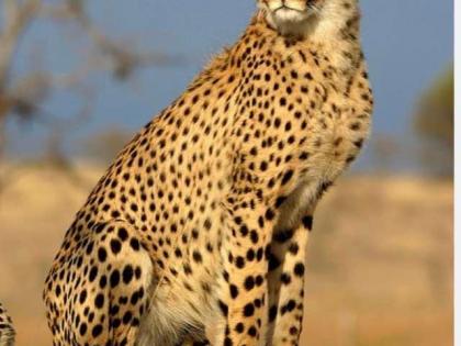 Confusion over MP cheetahs: State govt preparing other locations, but Union Minister says 'no shifting' | Confusion over MP cheetahs: State govt preparing other locations, but Union Minister says 'no shifting' Confusion over MP cheetahs: State govt preparing other locations, but Union Minister says 'no shifting' | Confusion over MP cheetahs: State govt preparing other locations, but Union Minister says 'no shifting'