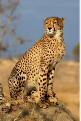 Global charities launch awareness campaign to protect cheetahs in Somalia | Global charities launch awareness campaign to protect cheetahs in Somalia Global charities launch awareness campaign to protect cheetahs in Somalia | Global charities launch awareness campaign to protect cheetahs in Somalia