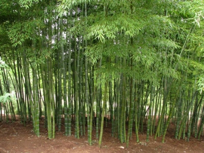 Bamboo park in Tripra to boost industries, 'Bashgram' to push eco-tourism | Bamboo park in Tripra to boost industries, 'Bashgram' to push eco-tourism