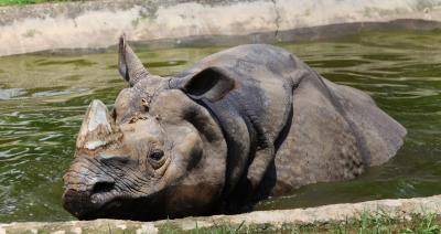 Another one-horned rhinoceros dead in Nepal | Another one-horned rhinoceros dead in Nepal
